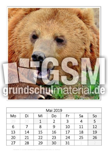 Mai_Kodiakbär_1.pdf